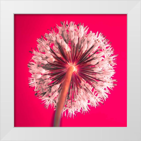 AF20100605 Alliums 167 RedC05 White Modern Wood Framed Art Print by Frank, Assaf