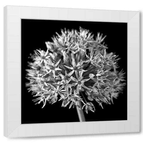 FTBR 1134 Allium B-W White Modern Wood Framed Art Print by Frank, Assaf