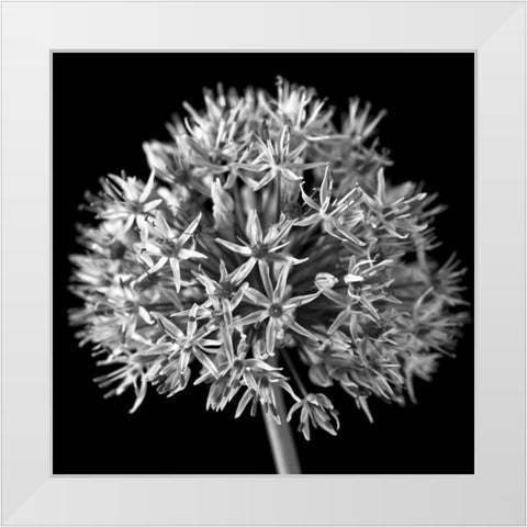 FTBR 1134 Allium B-W White Modern Wood Framed Art Print by Frank, Assaf