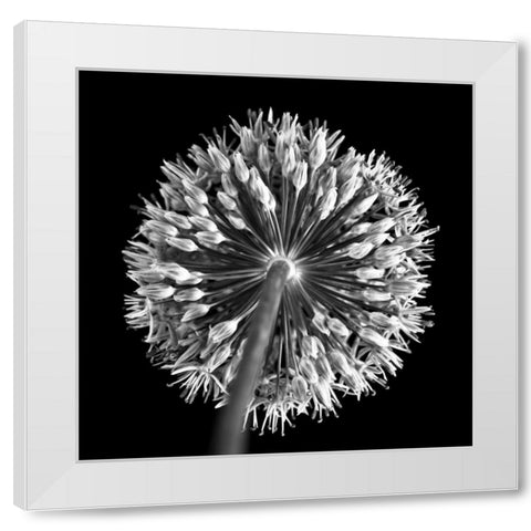FTBR 1135 Allium B-W White Modern Wood Framed Art Print by Frank, Assaf