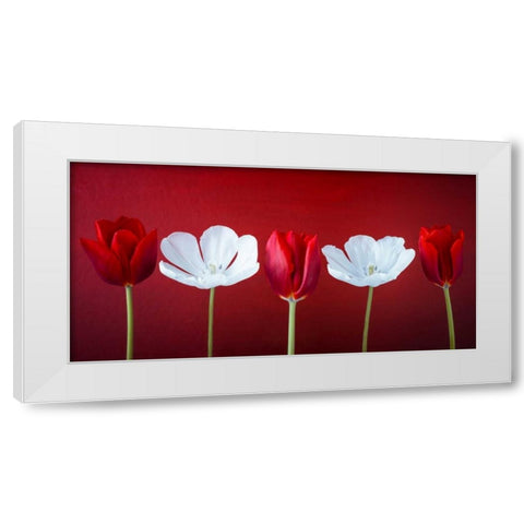 AF20120424 Tulips 351C12 White Modern Wood Framed Art Print by Frank, Assaf
