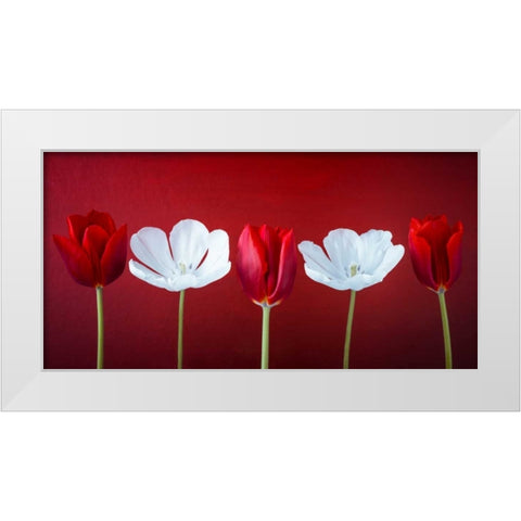AF20120424 Tulips 351C12 White Modern Wood Framed Art Print by Frank, Assaf