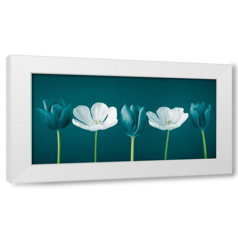AF20120424 Tulips 350C09 White Modern Wood Framed Art Print by Frank, Assaf