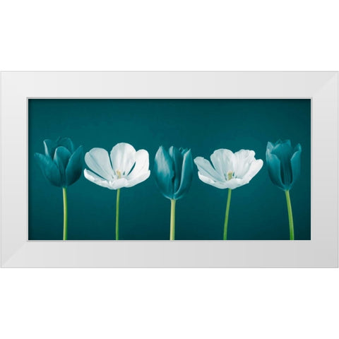 AF20120424 Tulips 350C09 White Modern Wood Framed Art Print by Frank, Assaf