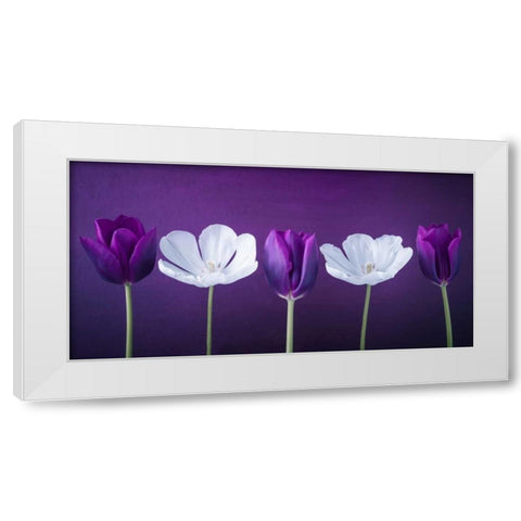 AF20120424 Tulips 351C13 White Modern Wood Framed Art Print by Frank, Assaf