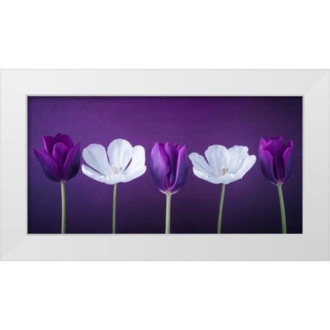 AF20120424 Tulips 351C13 White Modern Wood Framed Art Print by Frank, Assaf
