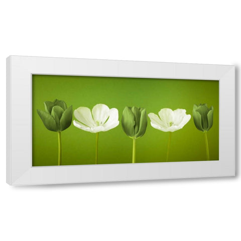 AF20120424 Tulips 349C13 White Modern Wood Framed Art Print by Frank, Assaf