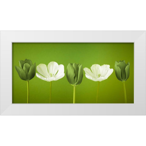 AF20120424 Tulips 349C13 White Modern Wood Framed Art Print by Frank, Assaf