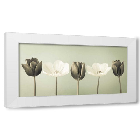 AF20120424 Tulips 353C04 White Modern Wood Framed Art Print by Frank, Assaf