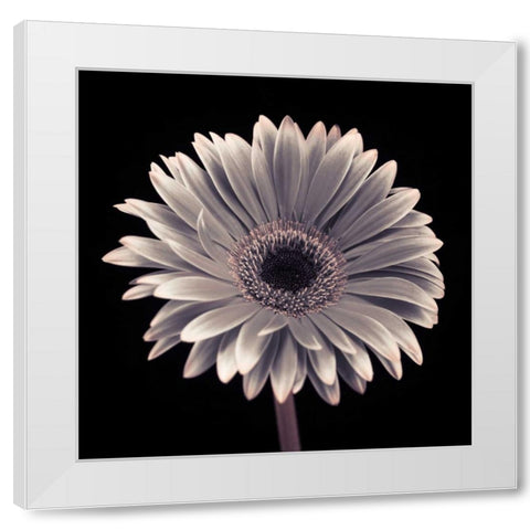 AF20120911 Gerbera 015C01 White Modern Wood Framed Art Print by Frank, Assaf