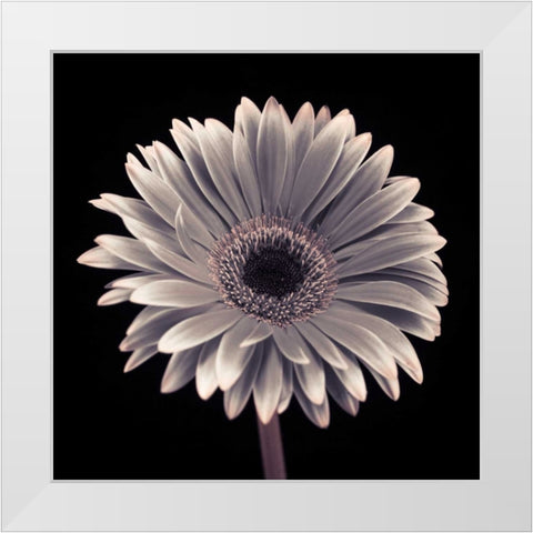 AF20120911 Gerbera 015C01 White Modern Wood Framed Art Print by Frank, Assaf