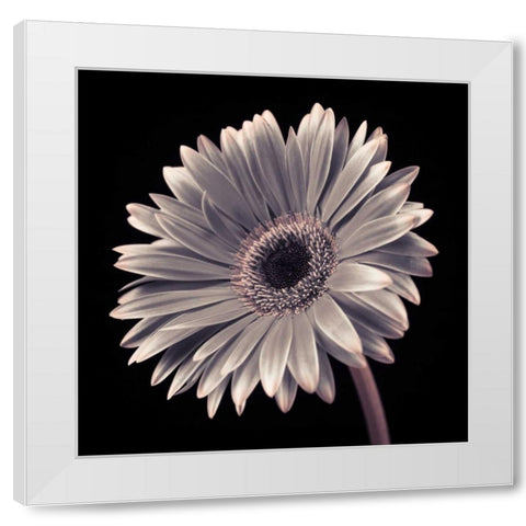 AF20120911 Gerbera 036C01 White Modern Wood Framed Art Print by Frank, Assaf