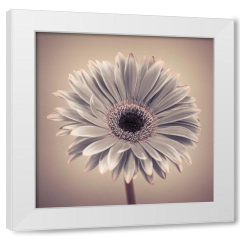 AF20120911 Gerbera 029C01 White Modern Wood Framed Art Print by Frank, Assaf