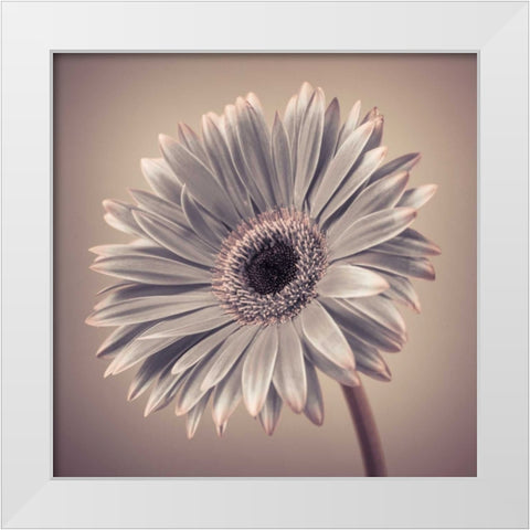 AF20120911 Gerbera 034C01 White Modern Wood Framed Art Print by Frank, Assaf