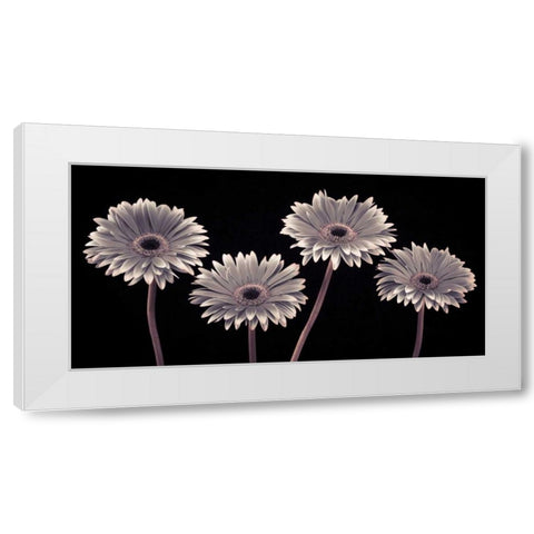 AF20120914 Gerberas 090C01 White Modern Wood Framed Art Print by Frank, Assaf