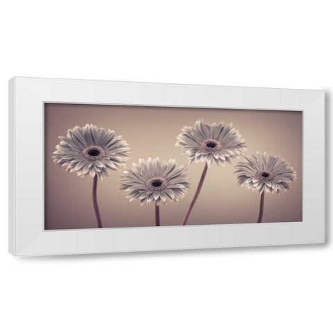 AF20120914 Gerberas 109C01 White Modern Wood Framed Art Print by Frank, Assaf