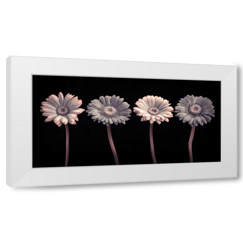 AF20120902 Gerberas 059C12 White Modern Wood Framed Art Print by Frank, Assaf