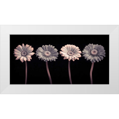 AF20120902 Gerberas 059C12 White Modern Wood Framed Art Print by Frank, Assaf