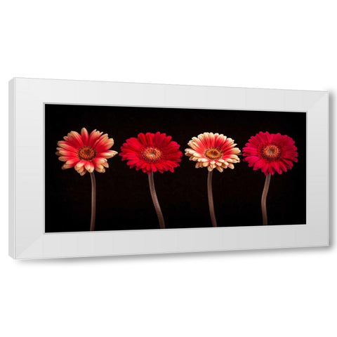 AF20120902 Gerberas 059C14 White Modern Wood Framed Art Print by Frank, Assaf