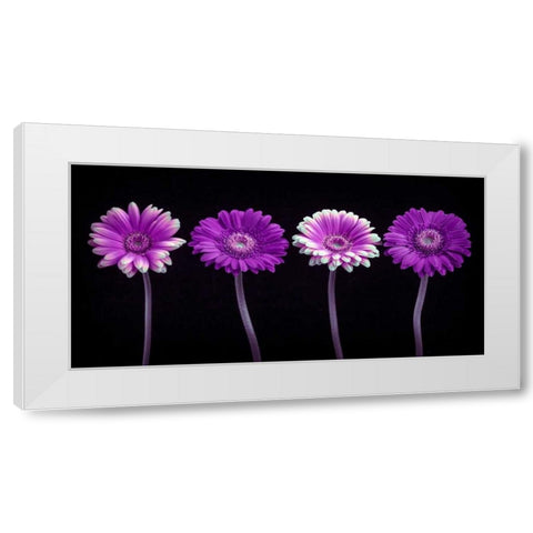 AF20120902 Gerberas 059C10 White Modern Wood Framed Art Print by Frank, Assaf
