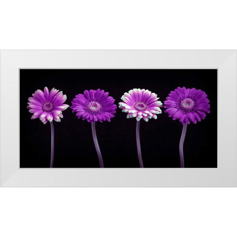 AF20120902 Gerberas 059C10 White Modern Wood Framed Art Print by Frank, Assaf