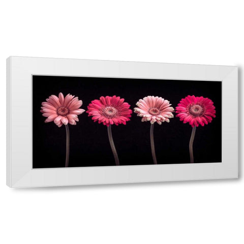 AF20120902 Gerberas 059C16 White Modern Wood Framed Art Print by Frank, Assaf