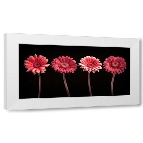 AF20120902 Gerberas 059C22 White Modern Wood Framed Art Print by Frank, Assaf
