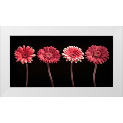 AF20120902 Gerberas 059C22 White Modern Wood Framed Art Print by Frank, Assaf