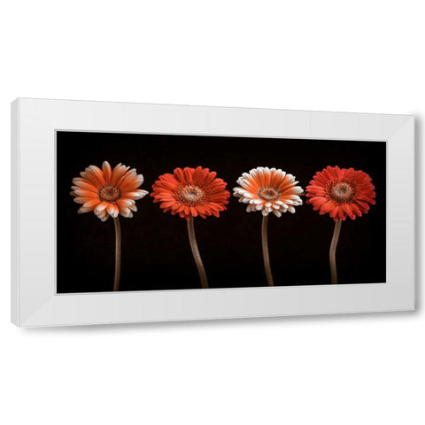 AF20120902 Gerberas 059C18 White Modern Wood Framed Art Print by Frank, Assaf