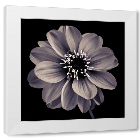 AF20110818 Dahlia 022C20 White Modern Wood Framed Art Print by Frank, Assaf