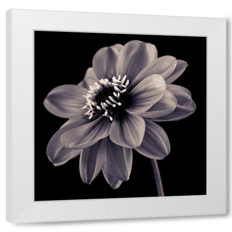 AF20110818 Dahlia 046C20 White Modern Wood Framed Art Print by Frank, Assaf