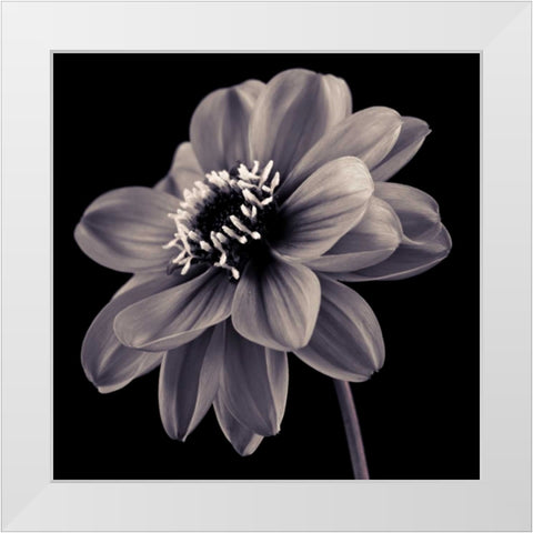 AF20110818 Dahlia 046C20 White Modern Wood Framed Art Print by Frank, Assaf