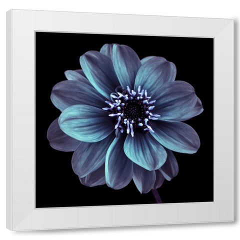 AF20110818 Dahlia 022C21 White Modern Wood Framed Art Print by Frank, Assaf