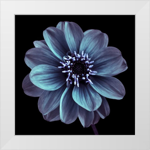 AF20110818 Dahlia 022C21 White Modern Wood Framed Art Print by Frank, Assaf