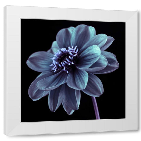 AF20110818 Dahlia 046C21 White Modern Wood Framed Art Print by Frank, Assaf