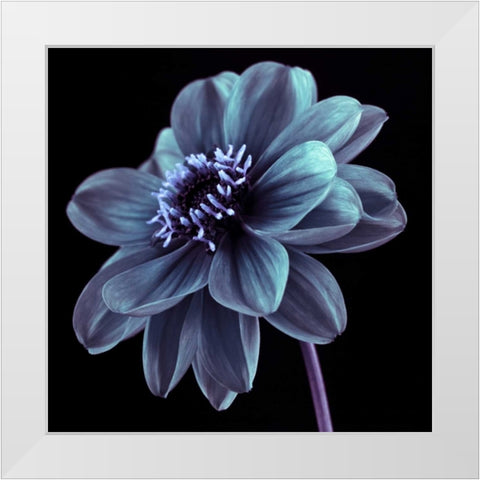 AF20110818 Dahlia 046C21 White Modern Wood Framed Art Print by Frank, Assaf