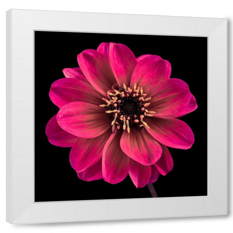 AF20110818 Dahlia 022C22 White Modern Wood Framed Art Print by Frank, Assaf