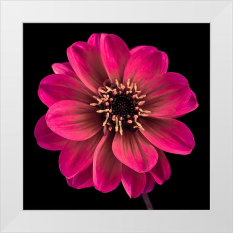 AF20110818 Dahlia 022C22 White Modern Wood Framed Art Print by Frank, Assaf