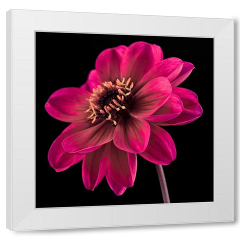 AF20110818 Dahlia 046C22 White Modern Wood Framed Art Print by Frank, Assaf