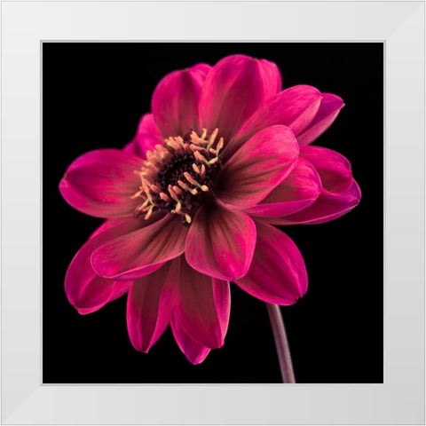 AF20110818 Dahlia 046C22 White Modern Wood Framed Art Print by Frank, Assaf