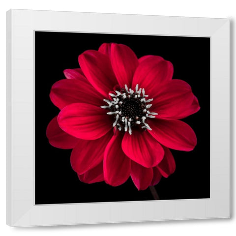 AF20110818 Dahlia 022C23 White Modern Wood Framed Art Print by Frank, Assaf