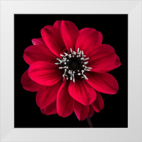 AF20110818 Dahlia 022C23 White Modern Wood Framed Art Print by Frank, Assaf