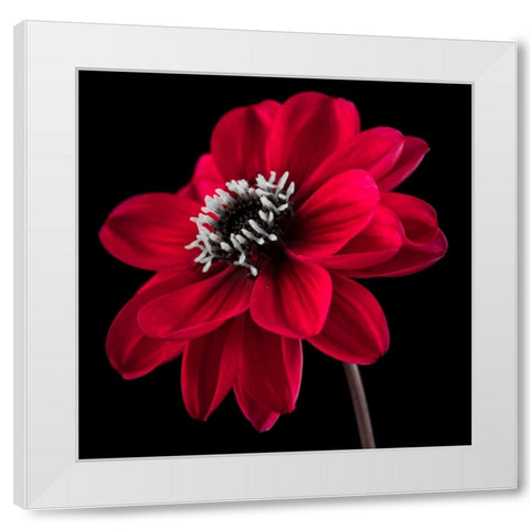 AF20110818 Dahlia 046C23 White Modern Wood Framed Art Print by Frank, Assaf