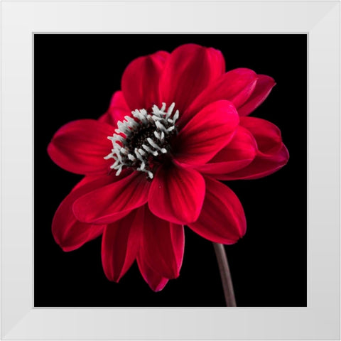 AF20110818 Dahlia 046C23 White Modern Wood Framed Art Print by Frank, Assaf