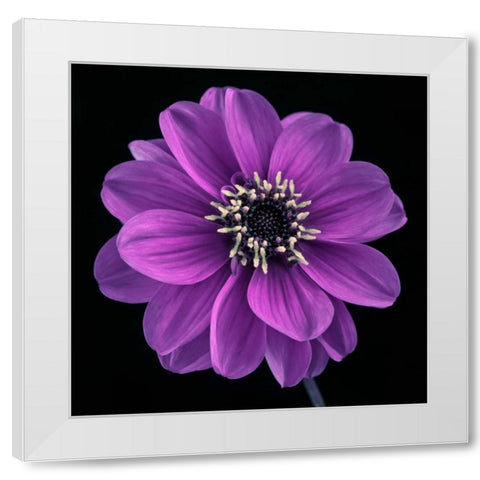 AF20110818 Dahlia 022C24 White Modern Wood Framed Art Print by Frank, Assaf