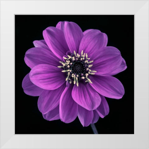 AF20110818 Dahlia 022C24 White Modern Wood Framed Art Print by Frank, Assaf
