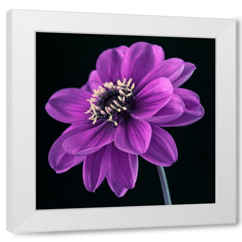 AF20110818 Dahlia 046C24 White Modern Wood Framed Art Print by Frank, Assaf