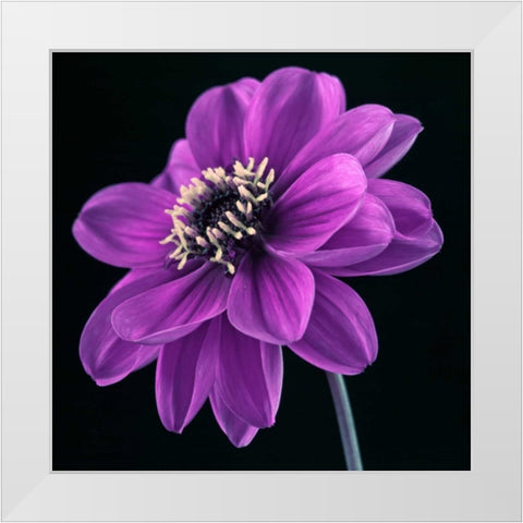 AF20110818 Dahlia 046C24 White Modern Wood Framed Art Print by Frank, Assaf
