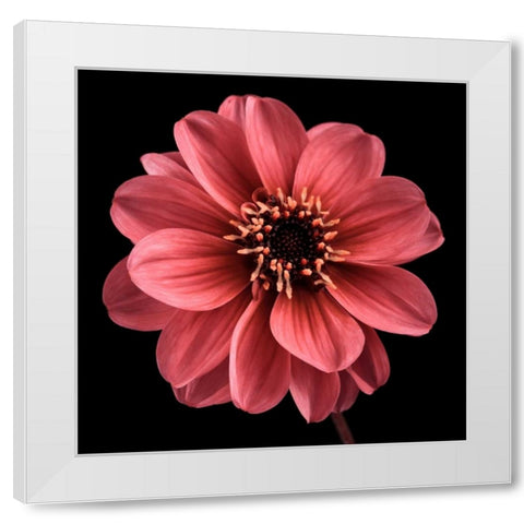 AF20110818 Dahlia 022C25 White Modern Wood Framed Art Print by Frank, Assaf