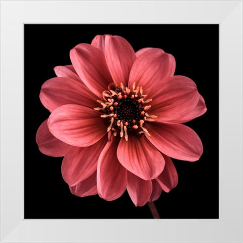 AF20110818 Dahlia 022C25 White Modern Wood Framed Art Print by Frank, Assaf